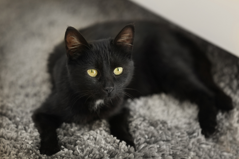 Black cat lies down on a grey rug, looking up.