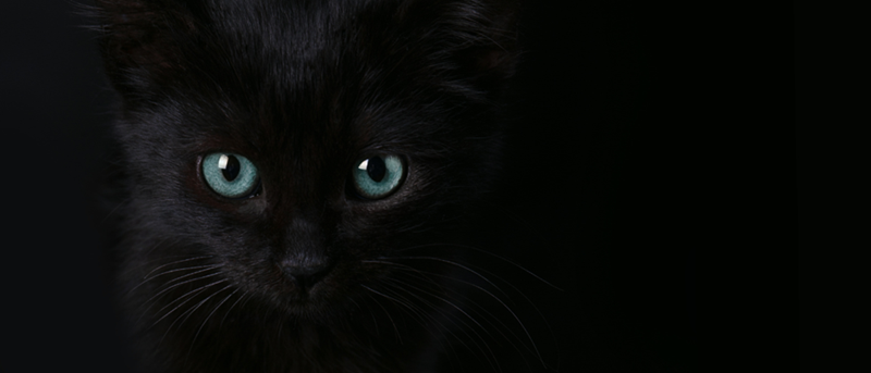 Face close-up of a black kitten with bright green eyes.