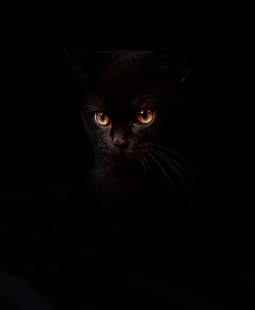 Black cat sits in front of a dark background, blending in; the clearest features are its yellow eyes.