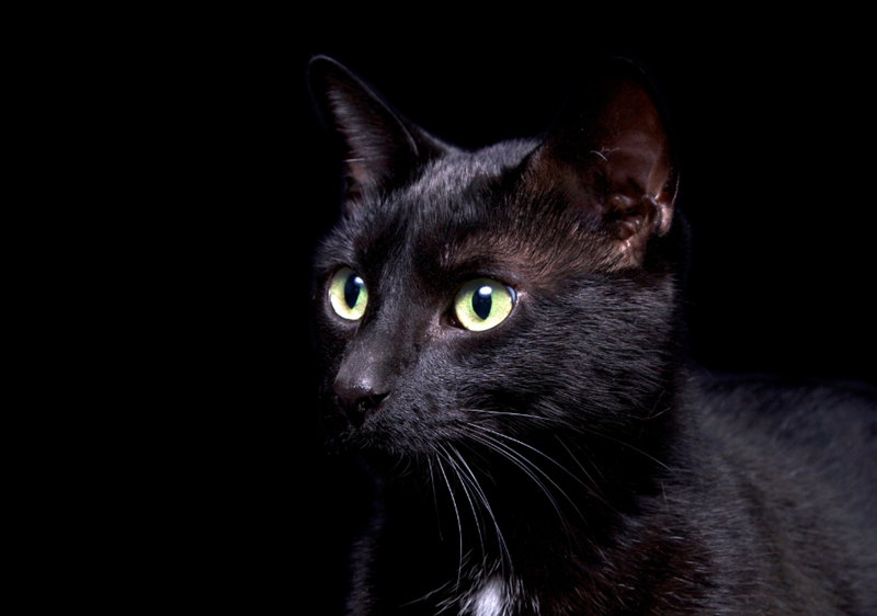 A black cat on an even darker black background, looking at something off-frame.