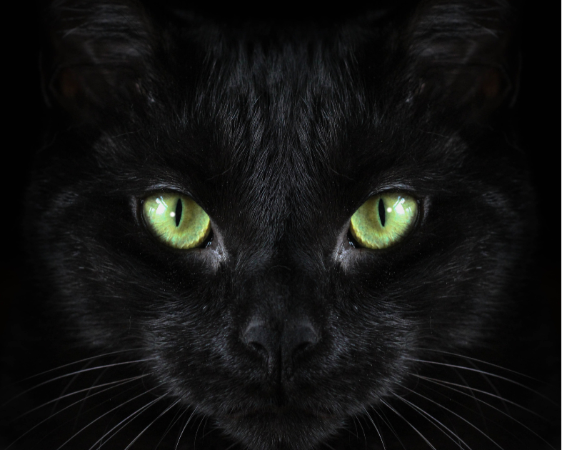 A symmetrical face close-up of a black cat with green eyes, behind it a black background.