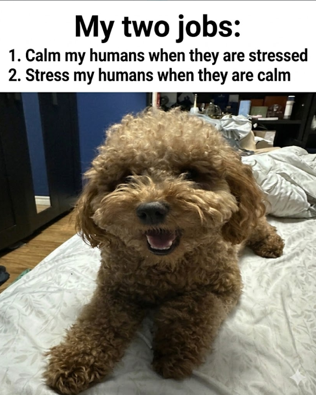 My two jobs: 1. Calm my humans when they are stressed 2. Stress my humans when they are calm
