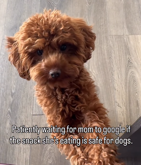 Patiently waiting for mom to google if the snack she's eating is safe for dogs.