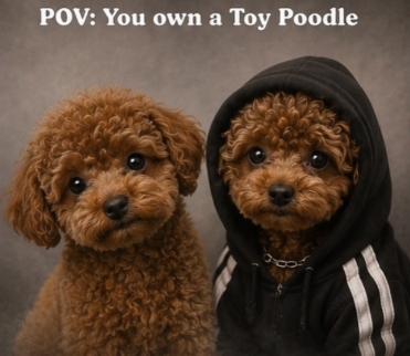 POV: You own a Toy Poodle