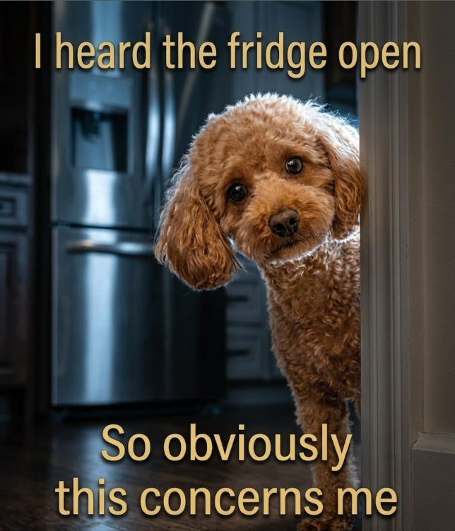 I heard the fridge open So obviously this concerns me