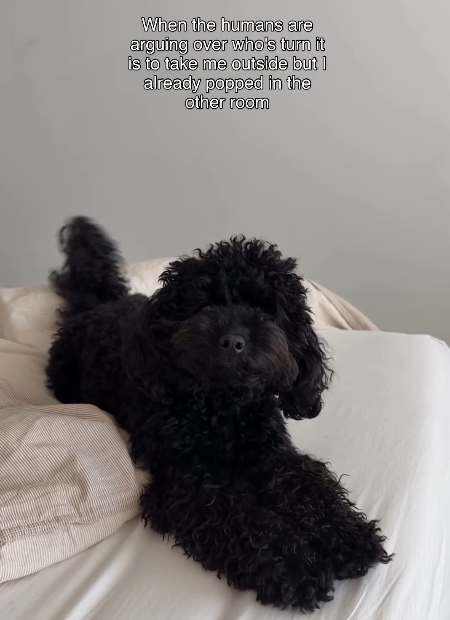 When the humans are arguing over who's turn it is to take me outside but I already popped in the other room