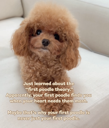 Just learned about the "first poodle theory." Apparently, your first poodle finds you when your heart needs them most. Maybe that's why your first poodle is never just your first poodle.