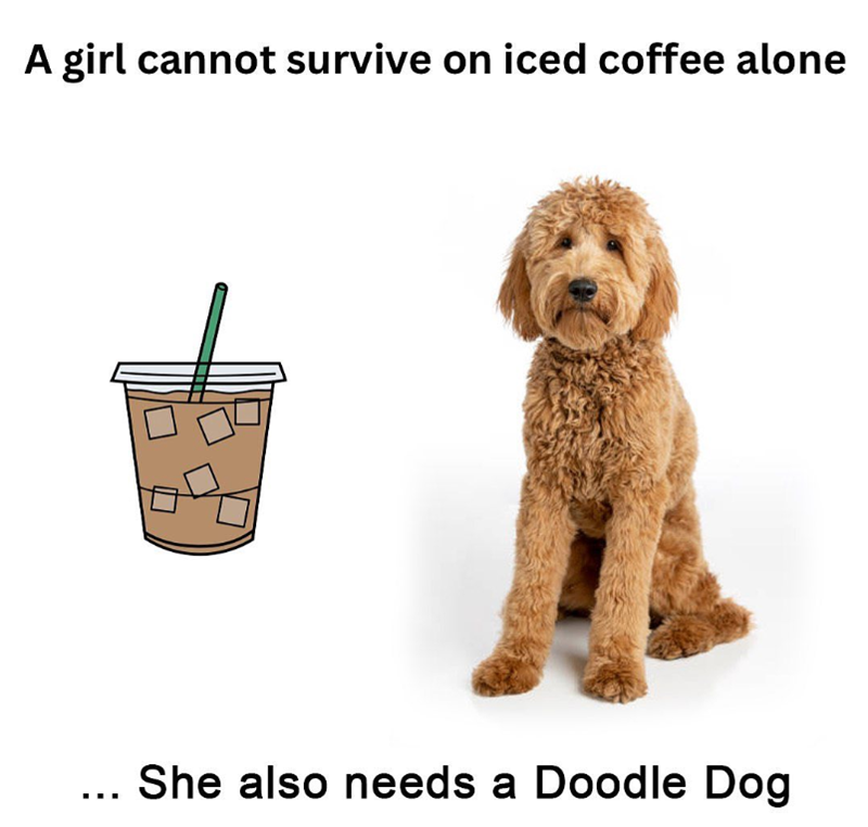 A girl cannot survive on iced coffee alone She also needs a Doodle Dog