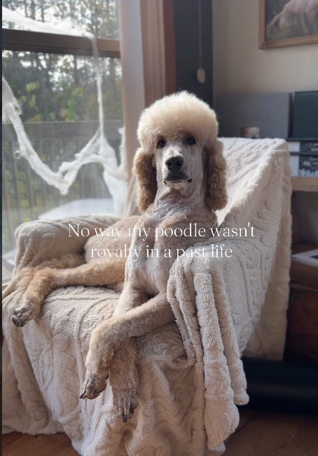 No way my poodle wasn't royalty in a past life