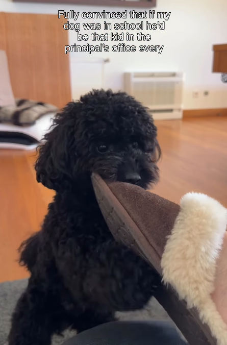 Fully convinced that if my dog was in school he'd be that kid in the principal's office every