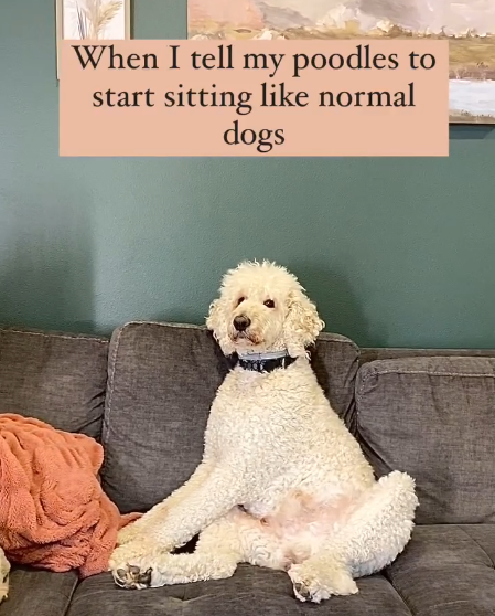 When I tell my poodles start sitting like normal dogs
