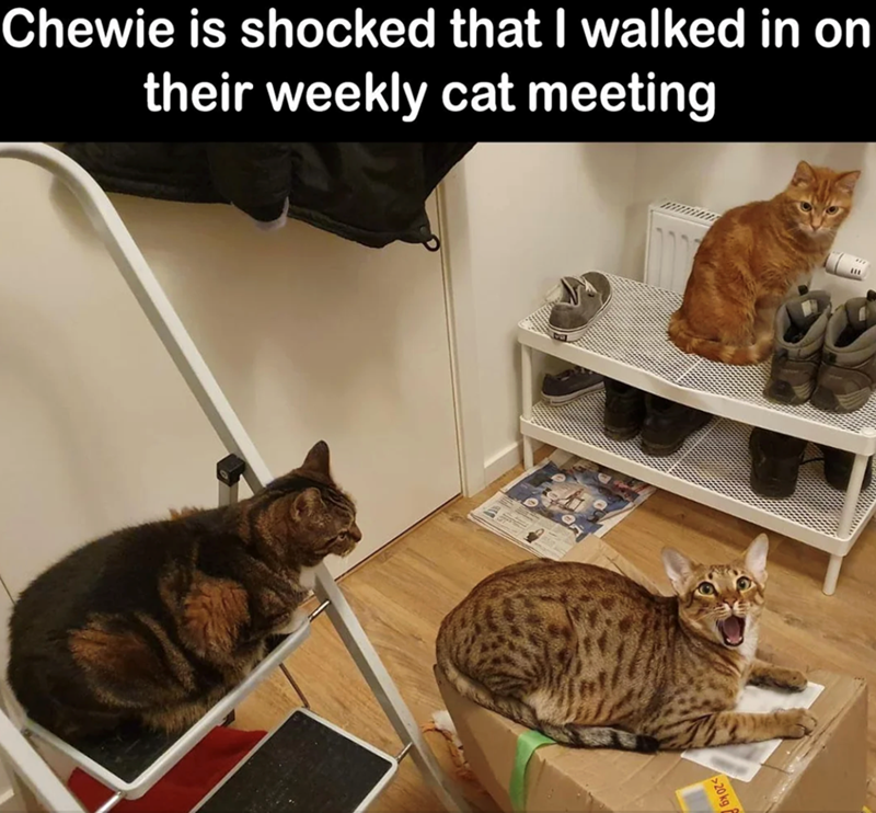 Chewie is shocked that I walked in on their weekly cat meeting K