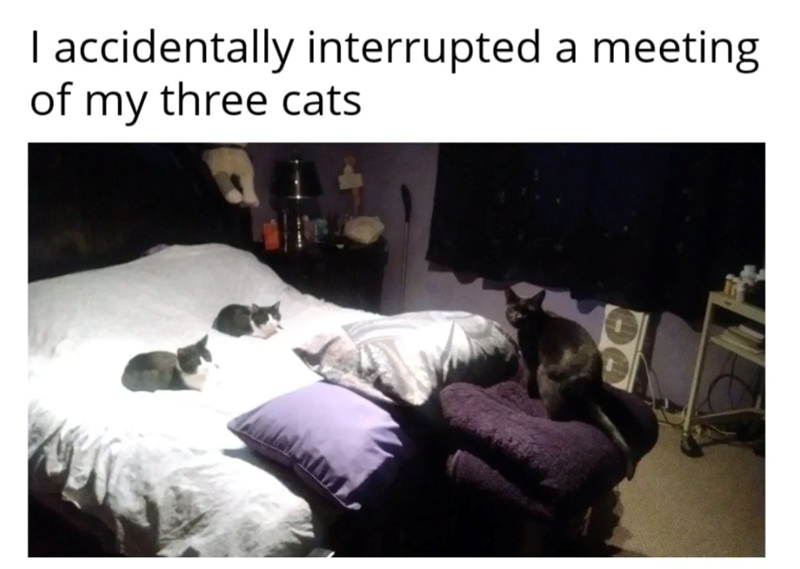 I accidentally interrupted a meeting of my three cats