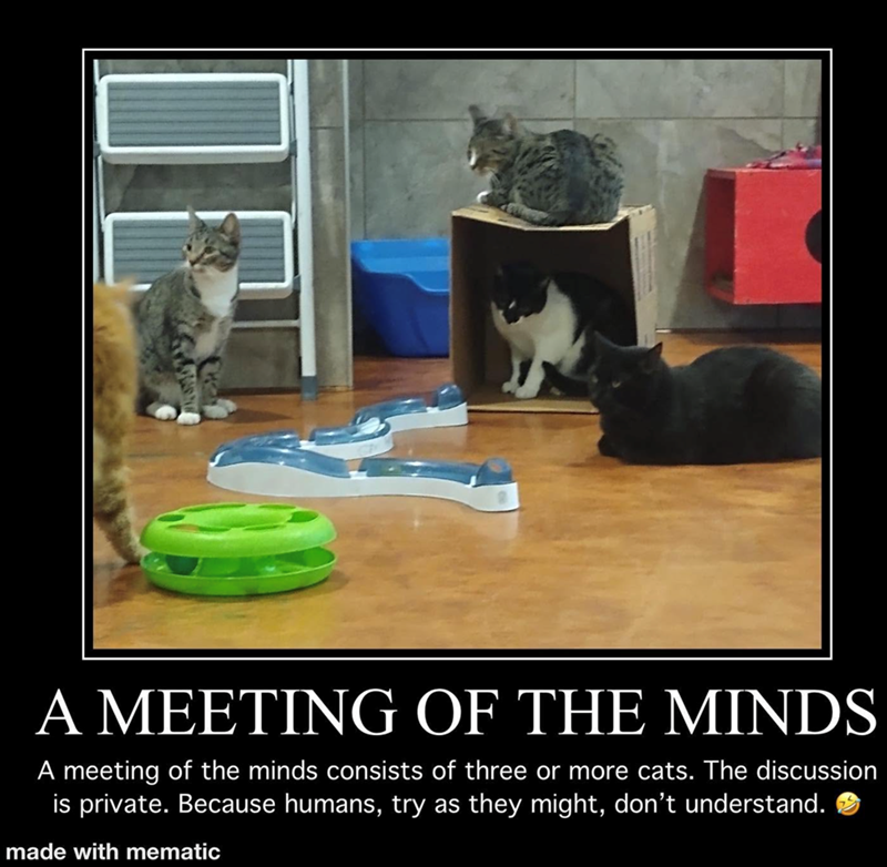 A MEETING OF THE MINDS A meeting of the minds consists of three or more cats. The discussion is private. Because humans, try as they might, don't understand. made with mematic