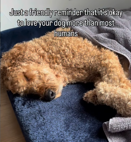 Just a friendly reminder that it's okay to love your dog more than most humans