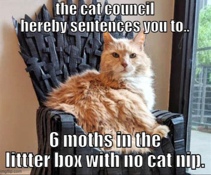 the cat council hereby sentences you to.. 6 moths in the littter box with no cat nip. imgflip.com
