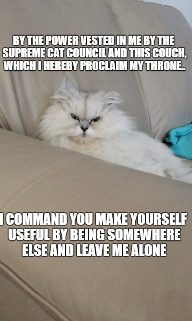 BY THE POWER VESTED IN ME BY THE SUPREME CAT COUNCIL AND THIS COUCH, WHICH I HEREBY PROCLAIM MY THRONE. COMMAND YOU MAKE YOURSELF USEFUL BY BEING SOMEWHERE ELSE AND LEAVE ME ALONE