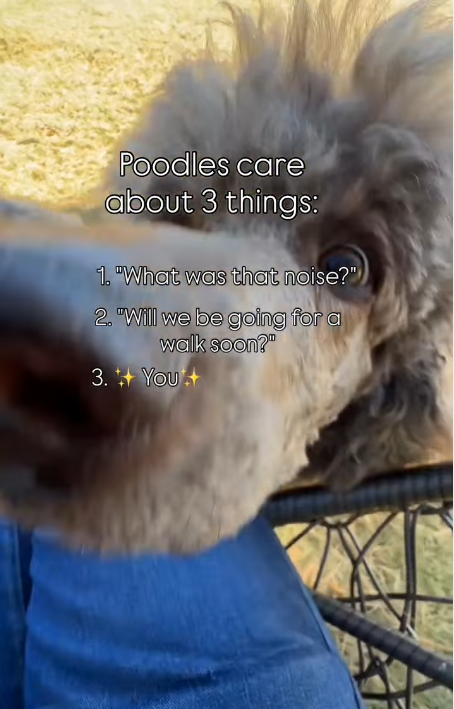 Poodles care about 3 things: 1. "What was that noise?" 2. "Will we be going for a walk soon?" 3. You