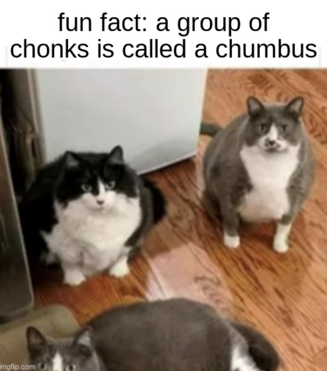 fun fact: a group of chonks is called a chumbus imgflip.com