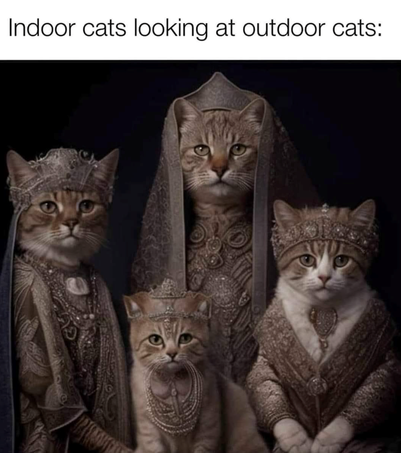 Indoor cats looking at outdoor cats: