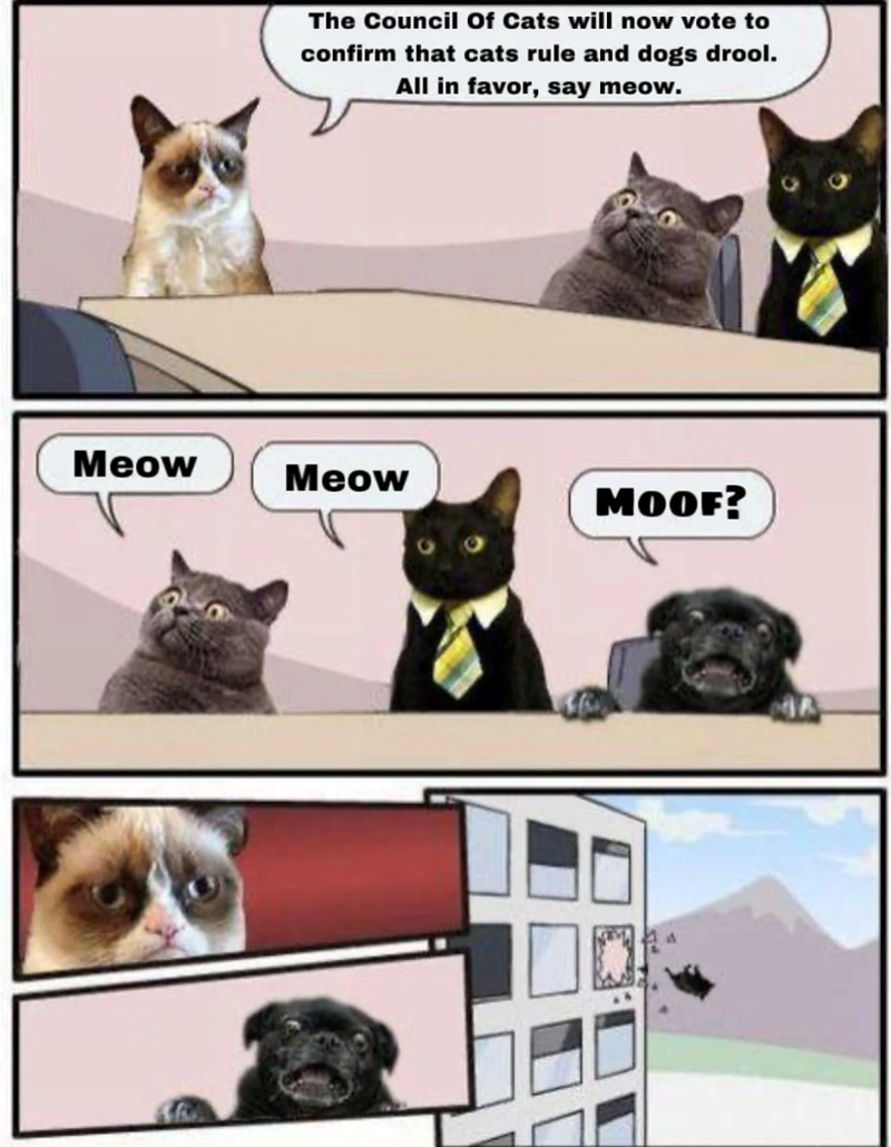The Council of Cats will now vote to confirm that cats rule and dogs drool. All in favor, say meow. Meow Meow MOOF? 37