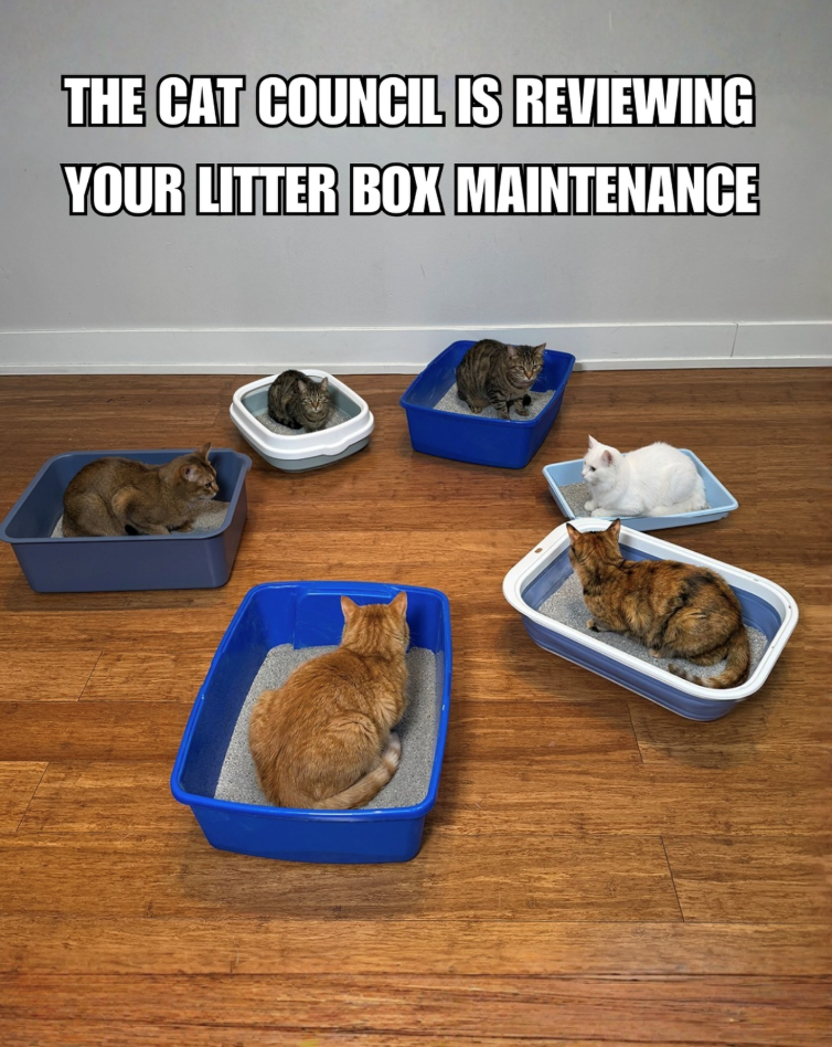 THE CAT COUNCIL IS REVIEWING YOUR LITTER BOX MAINTENANCE