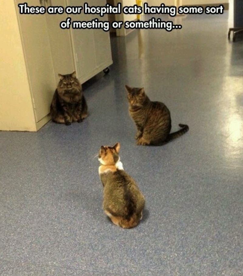 These are our hospital cats having some sort of meeting or something...