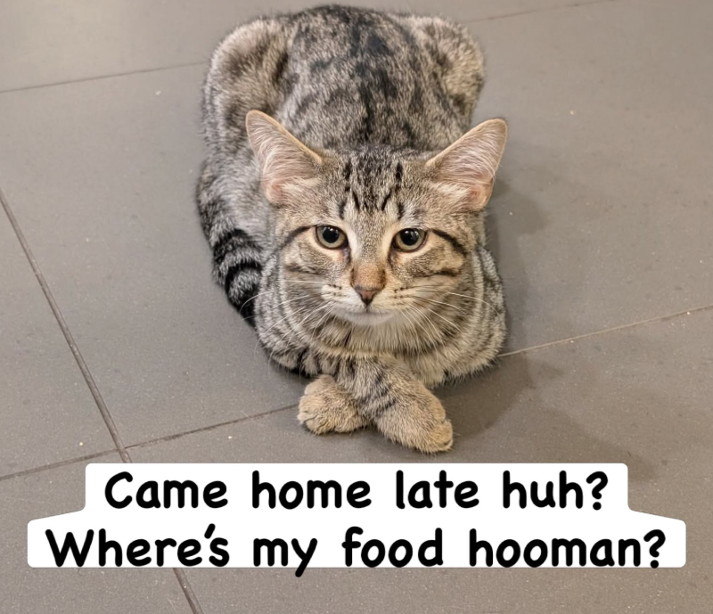 Came home late huh? Where's my food hooman?