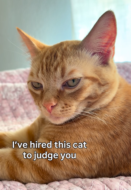 I've hired this cat to judge you