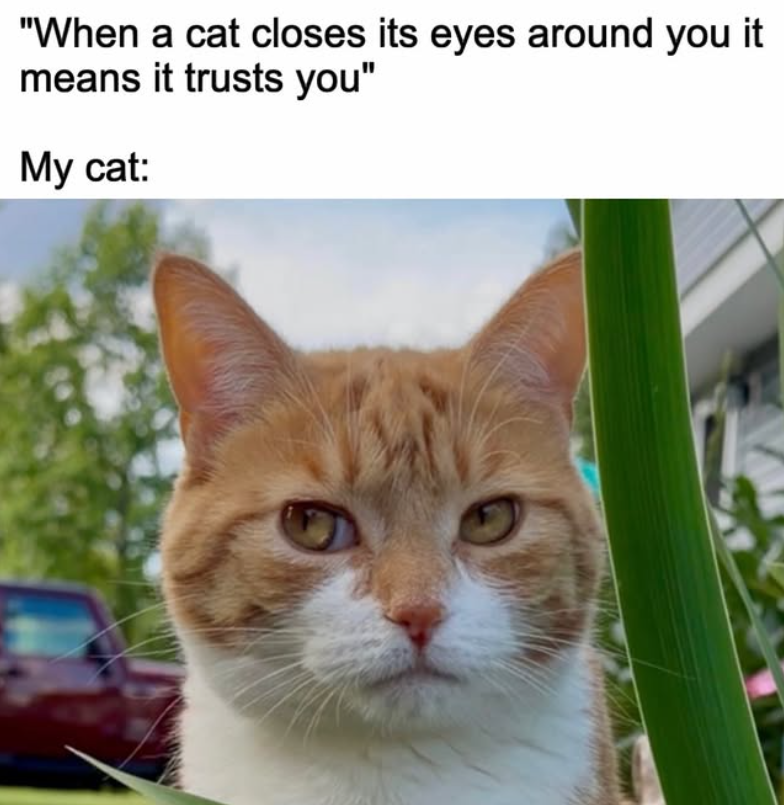 "When a cat closes its eyes around you it means it trusts you" My cat: