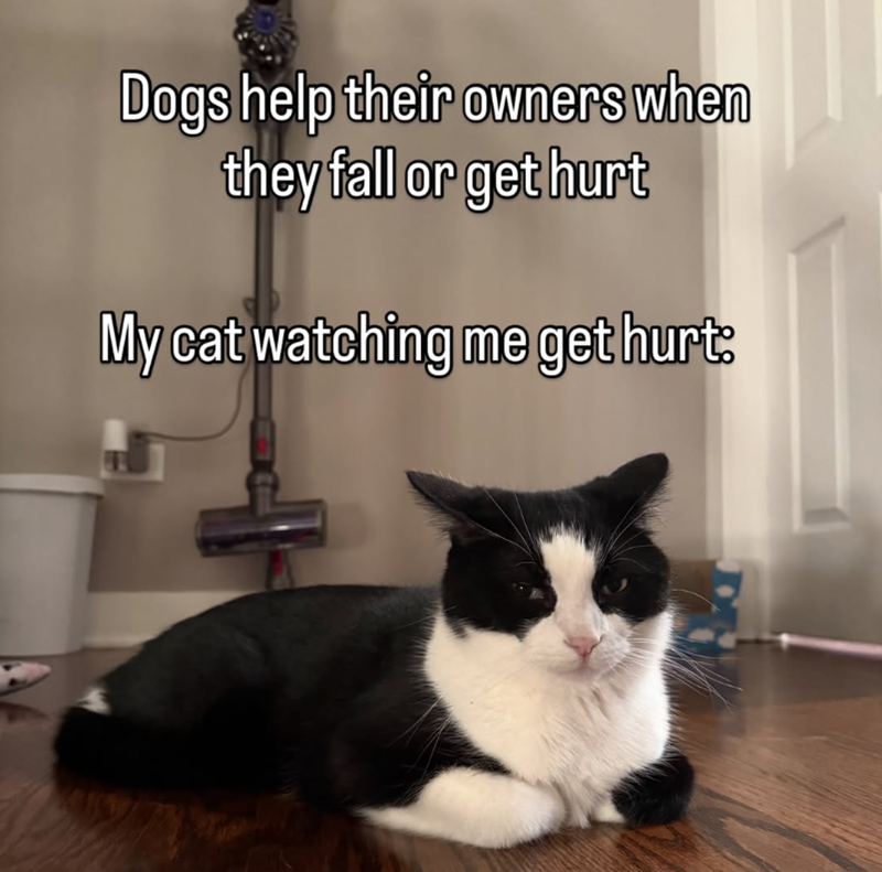Dogs help their owners when they fall or get hurt My cat watching me get hurt: