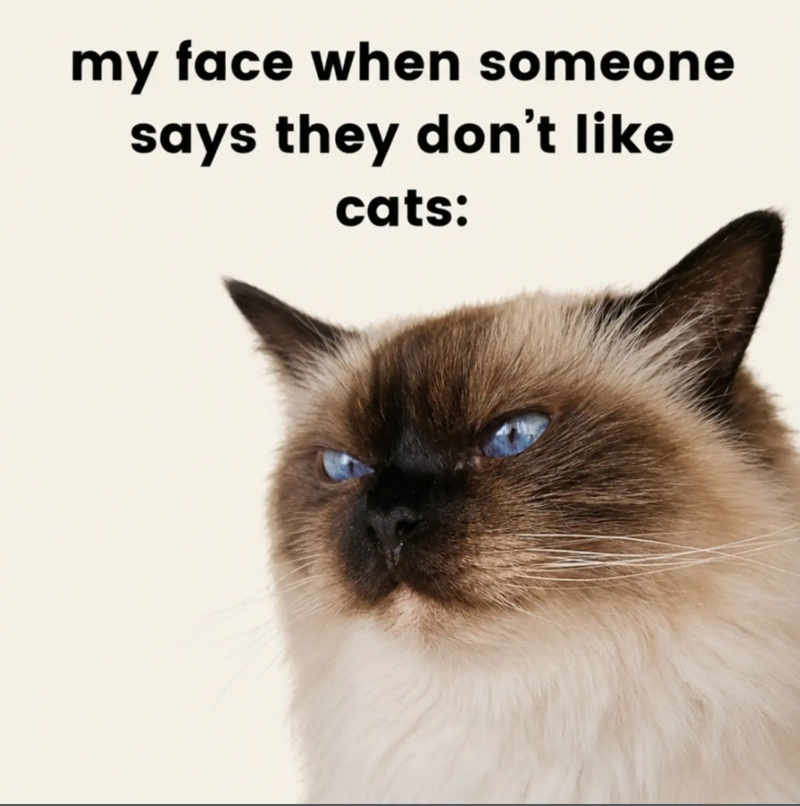 my face when someone says they don't like cats: