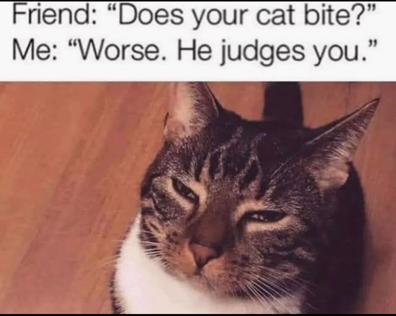 Friend: "Does your cat bite?" Me: "Worse. He judges you."