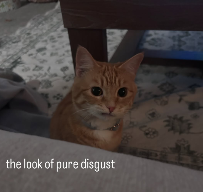 EX the look of pure disgust 注