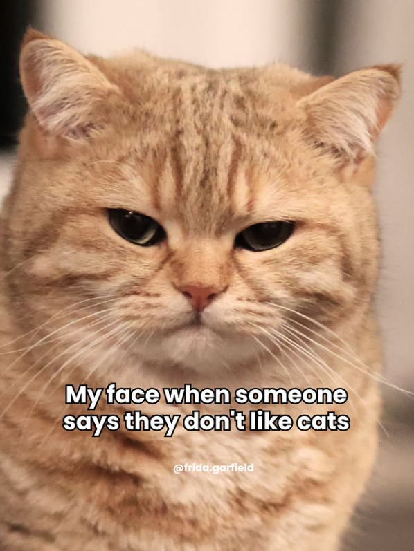 My face when someone says they don't like cats @frida.garfield
