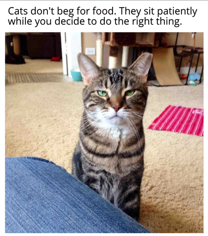 Cats don't beg for food. They sit patiently while you decide to do the right thing.
