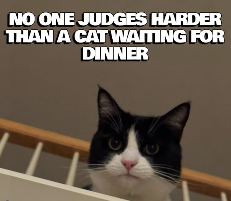 NO ONE JUDGES HARDER THAN A CAT WAITING FOR DINNER