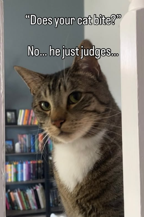 "Does your cat bite?" No... he just judges...