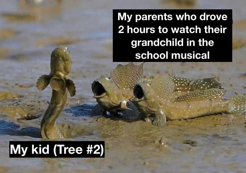 My kid (Tree #2) My parents who drove 2 hours to watch their grandchild in the school musical