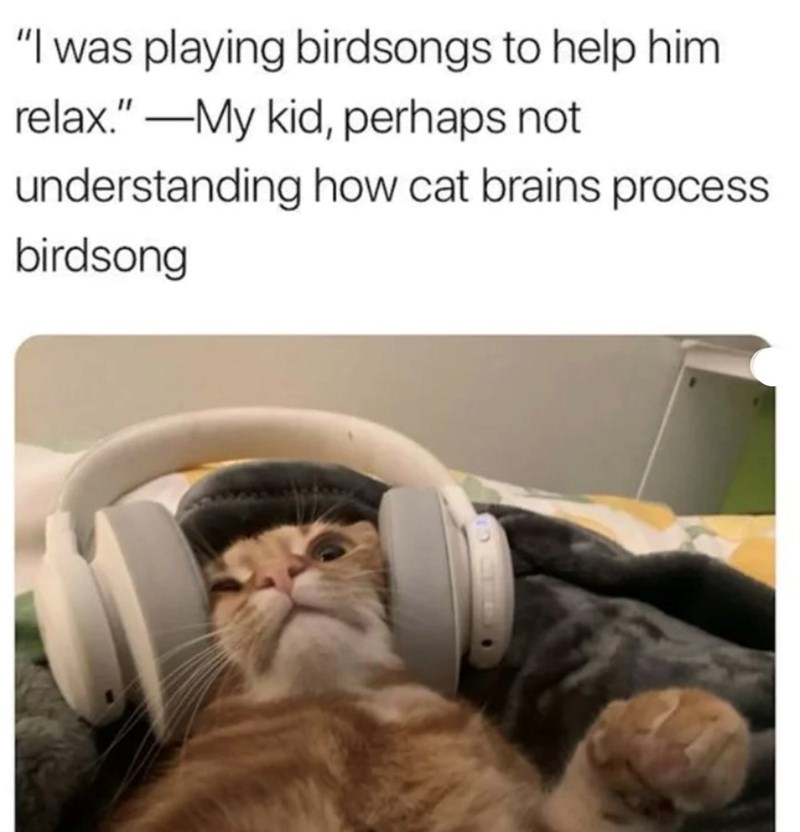 "I was playing birdsongs to help him relax." ―My kid, perhaps not understanding how cat brains process birdsong