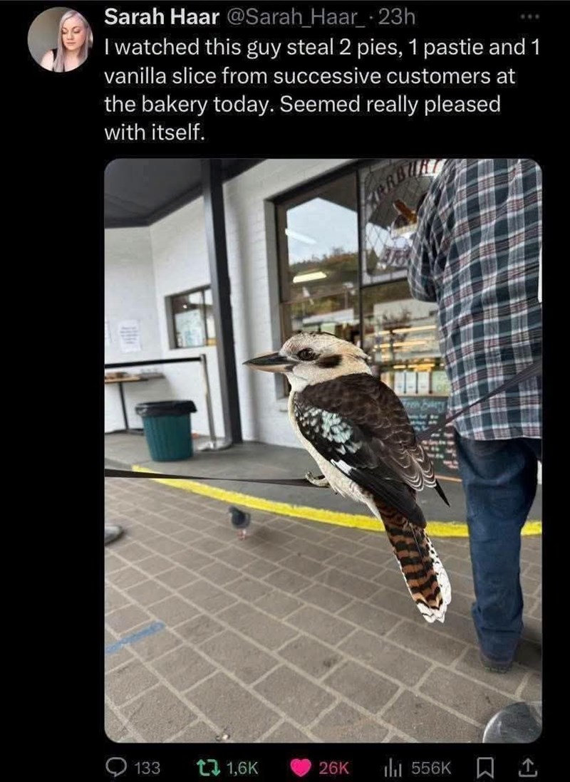 Sarah Haar @Sarah_Haar 23h I watched this guy steal 2 pies, 1 pastie and 1 vanilla slice from successive customers at the bakery today. Seemed really pleased with itself. O Teeth Falery 133 t 1,6K 26K 556K 1