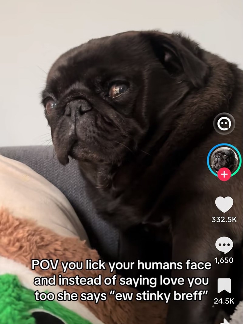 + 332.5K POV you lick your humans face 1,650 and instead of saying love you too she says "ew stinky breff" 24.5K