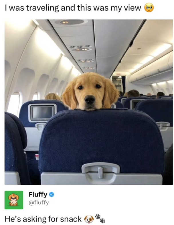 I was traveling and this was my view 444 Fluffy @fluffy He's asking for snack