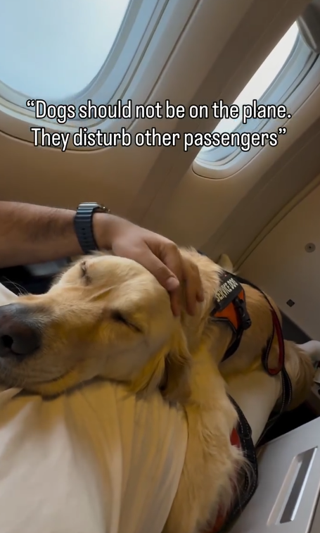 "Dogs should not be on the plane. They disturb other passengers" SERVICE DO