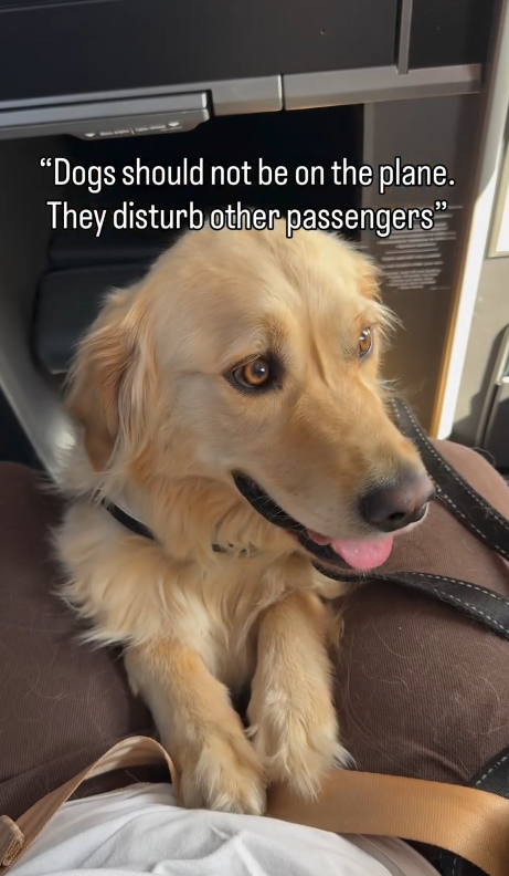 "Dogs should not be on the plane. They disturb other passengers"