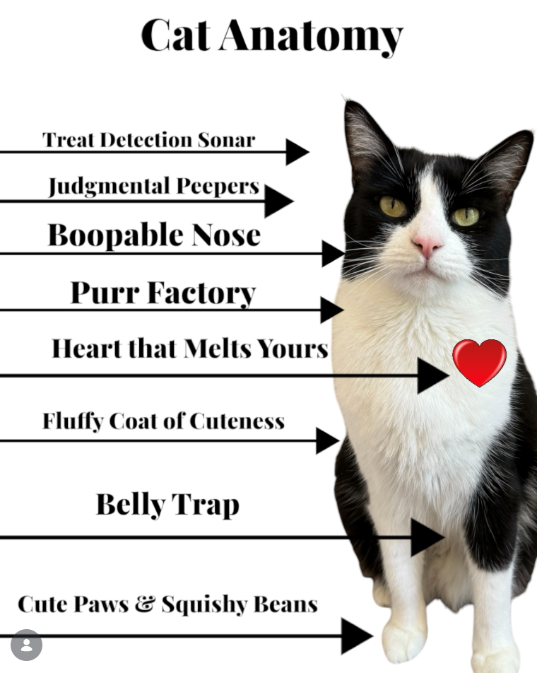 Cat Anatomy Treat Detection Sonar Judgmental Peepers Boopable Nose Purr Factory Heart that Melts Yours Fluffy Coat of Cuteness Belly Trap Cute Paws & Squishy Beans