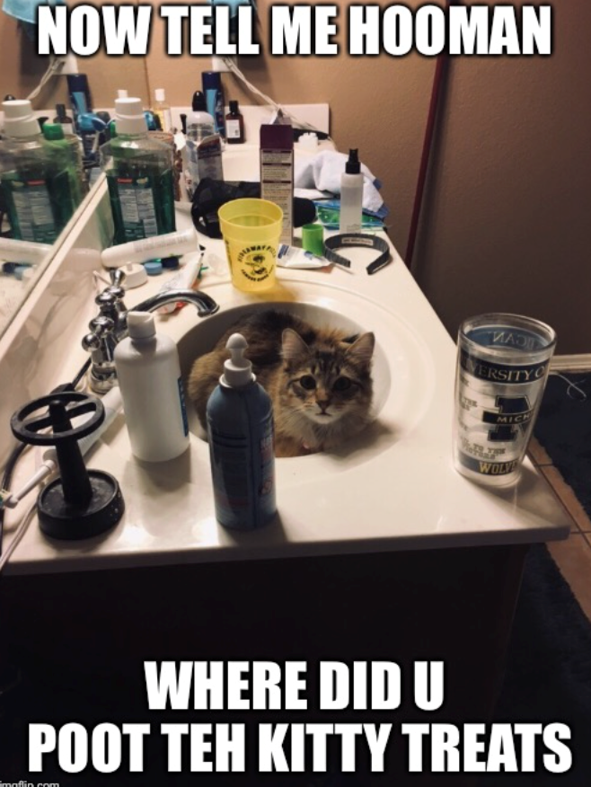NOW TELL ME HOOMAN ИЛОТ ERSITY MICH WOLV WHERE DID U POOT TEH KITTY TREATS moflin.com