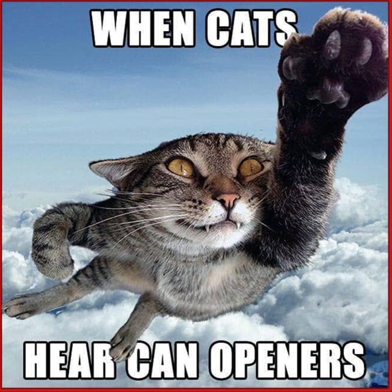 WHEN CATS HEAR CAN OPENERS