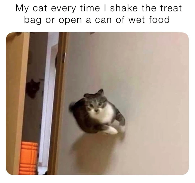 My cat every time I shake the treat. bag or open a can of wet food