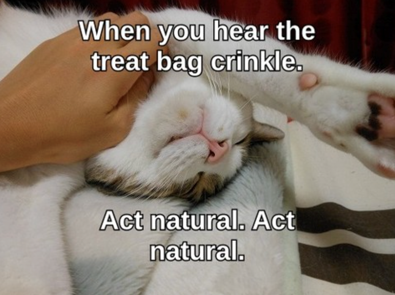 When you hear the treat bag crinkle. Act natural. Act natural.